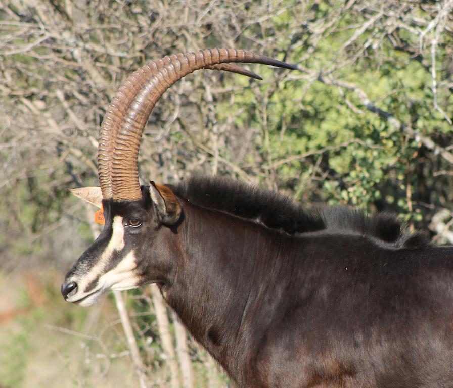 Hannah Game Lodge Ohrigstad Exterior photo